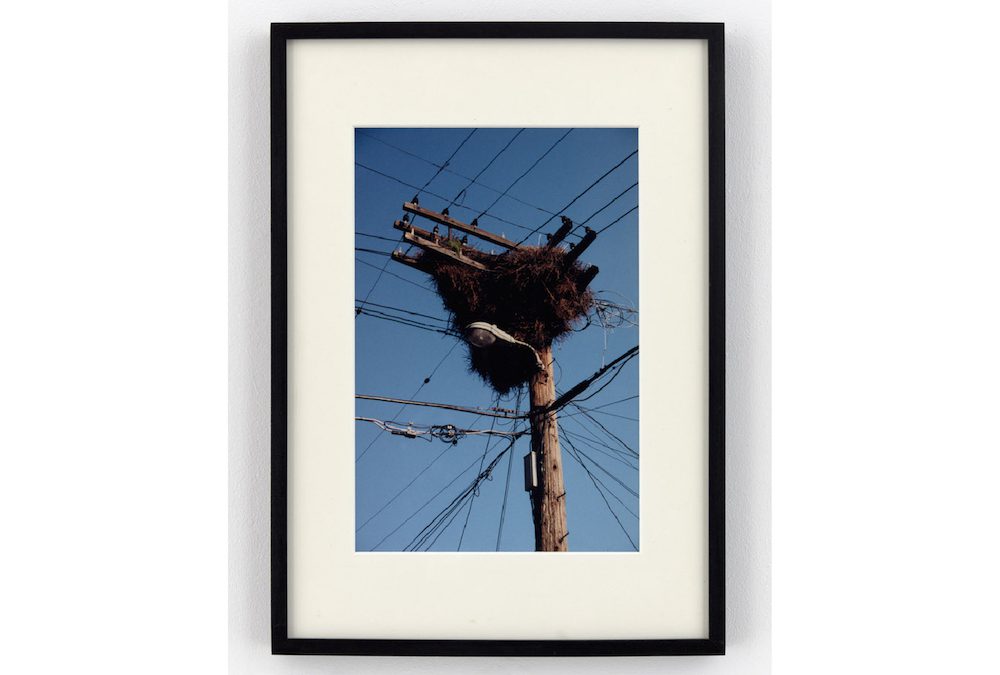 Monk Parakeet (Hyde Park, Chicago, Illinois), 1997