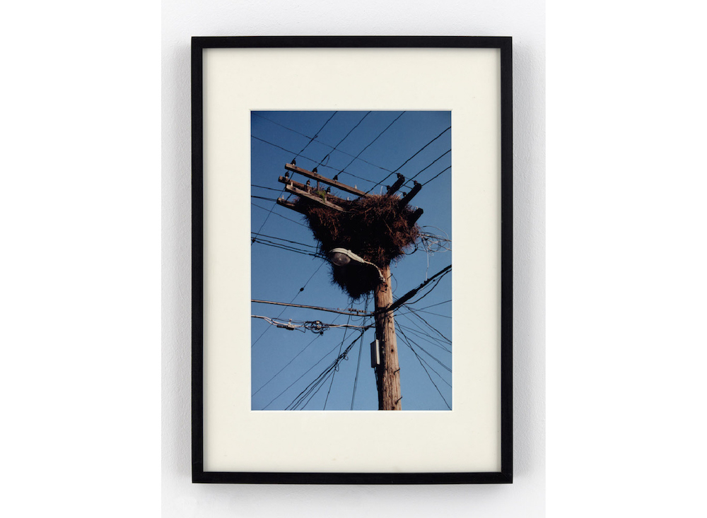 Monk Parakeet (Hyde Park, Chicago, Illinois), 1997